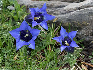 Gentian plante: planting og stell i det åpne feltet