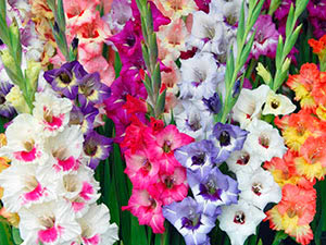 Gladiolus i landskapsdesign