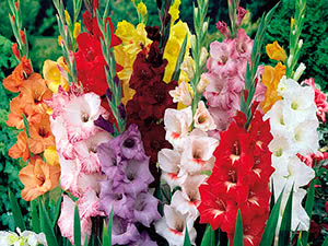 Izbor lukovica gladiola