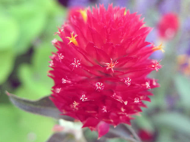 Gomphrena haageana