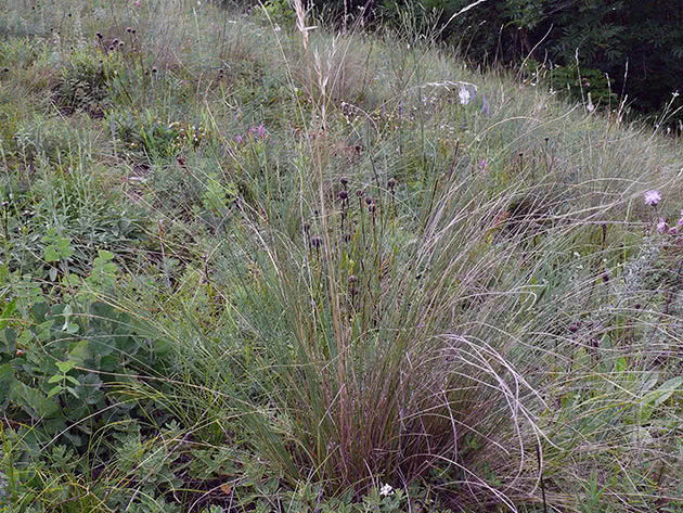 Ørkenfår (Helictotrichon desertorum)