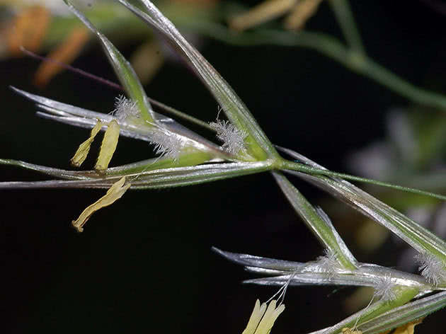 Fluffy Sau (Helictotrichon pubescens)