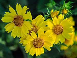 Heliopsis blomst: planting og stell