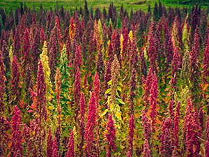 Quinoa - vokser på nettstedet