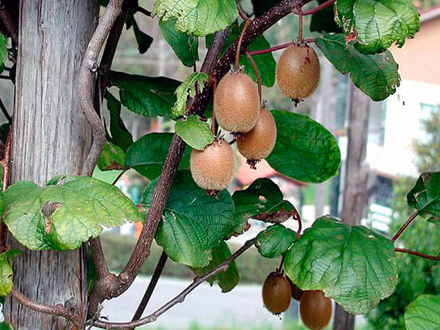 Voksende kiwi på vinduet