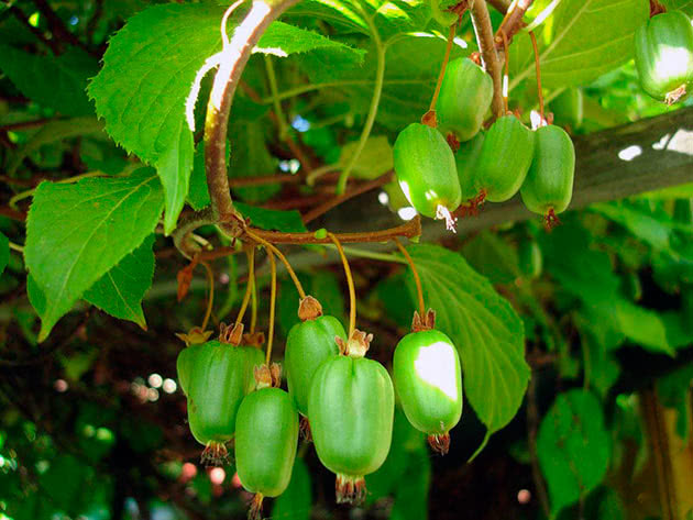 Fruktende kiwi