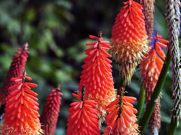 Bobice knifofia (Kniphofia uvaria)