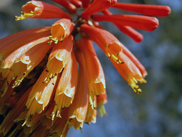 Bobice knifofia (Kniphofia uvaria)