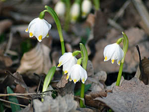 Voksende hvit blomst i det åpne feltet