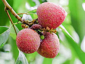 Voksende litchi hjemme