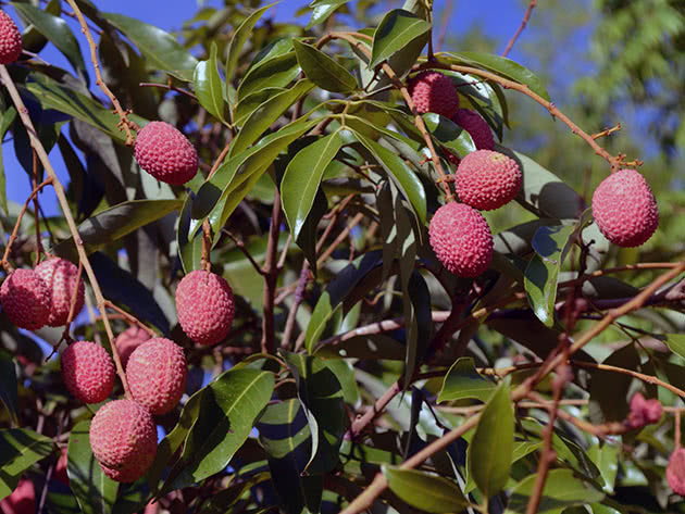 Voksende litchi hjemme