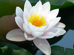 Lotus blomst