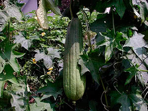 Luffa plante: hjemmepleie