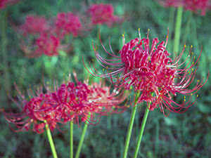 Lycoris plante - vokser i hagen