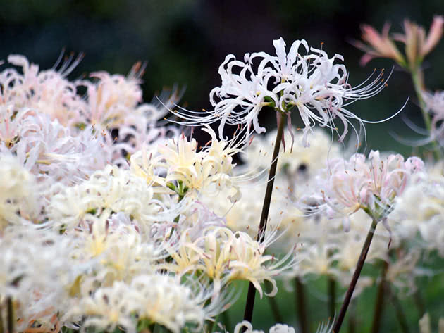 Voksende lycoris i det åpne feltet