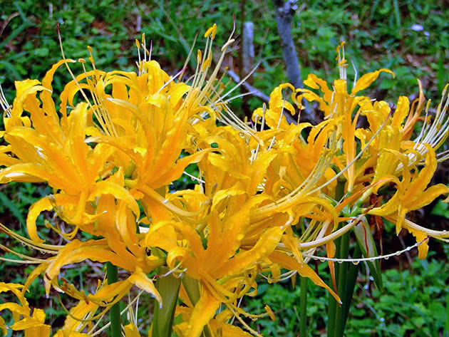 Zlatni likoris (Lycoris aurea)