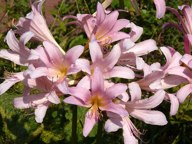 Licoris ljuskav (Lycoris squamigera)