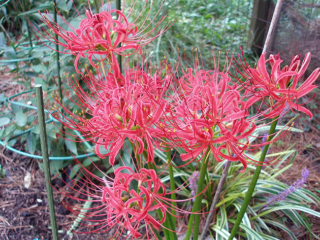 Licoris strålende (Lycoris radiata)