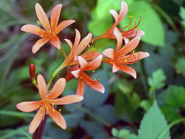 Blodrød lycoris (Lycoris sanguinea)