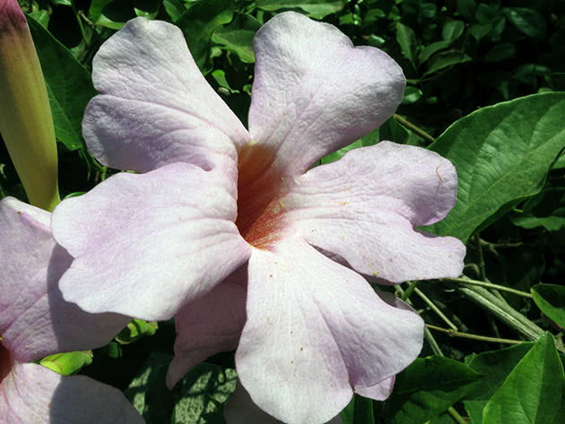 Dipladenia strålende (Dipladenia splendens)