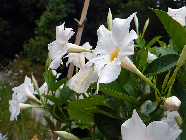 Løs dipladenia (Dipladenia laxa)