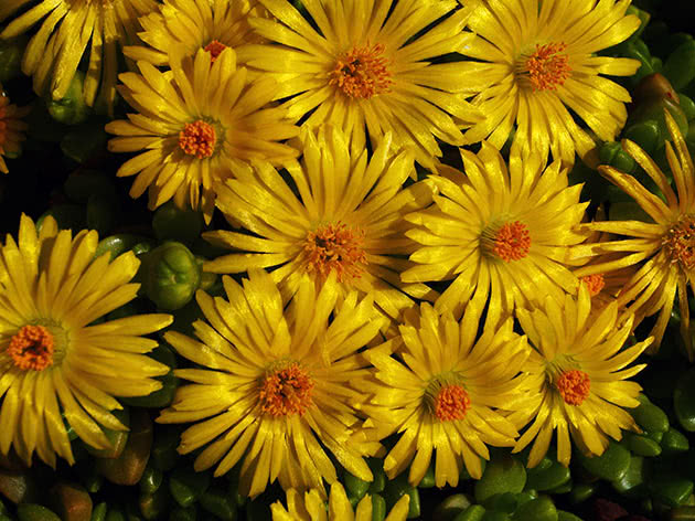 Sky Mesembryanthemum (Mesembryanthemum nubigenum)