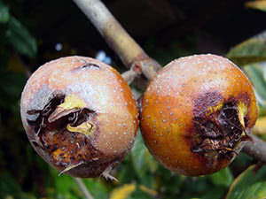 Medlar tree - vokser i hagen