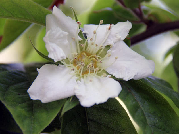 Planting og stell av medlar i hagen