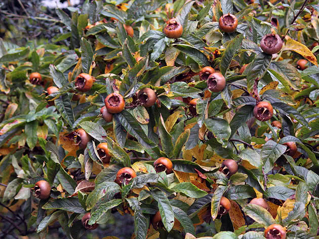 Voksende medlar i det åpne feltet