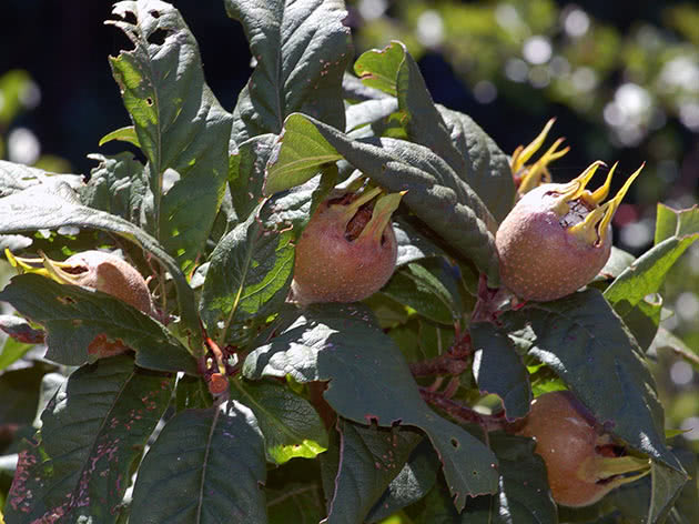 Hvordan plante og dyrke medlar i hagen