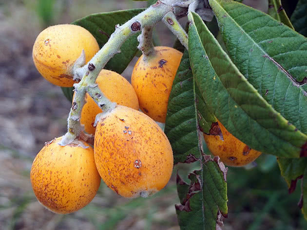 Japansk medlar (Eriobotrya japonica)