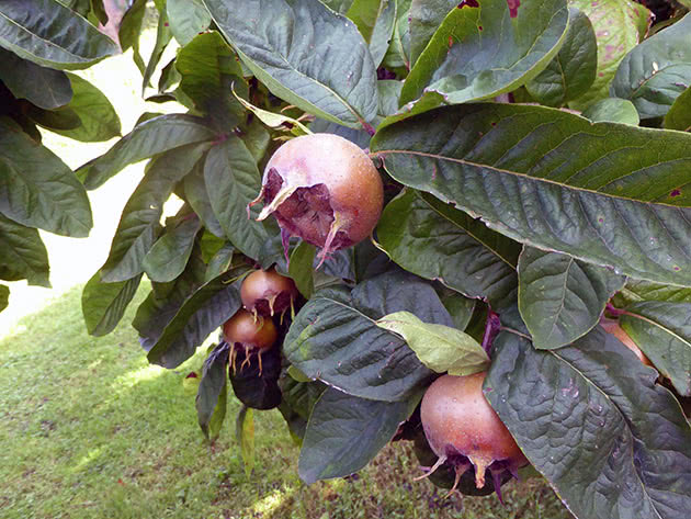 Medlar - skade og fordel, egenskaper og kontraindikasjoner