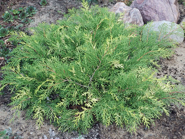 Voksende mikrobiota i hagen