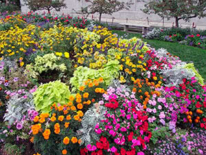 Voksende ettårige i en blomsterbed