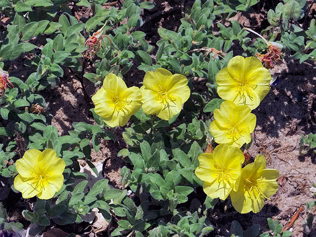 Enotera Drummond (Oenothera drummondii)