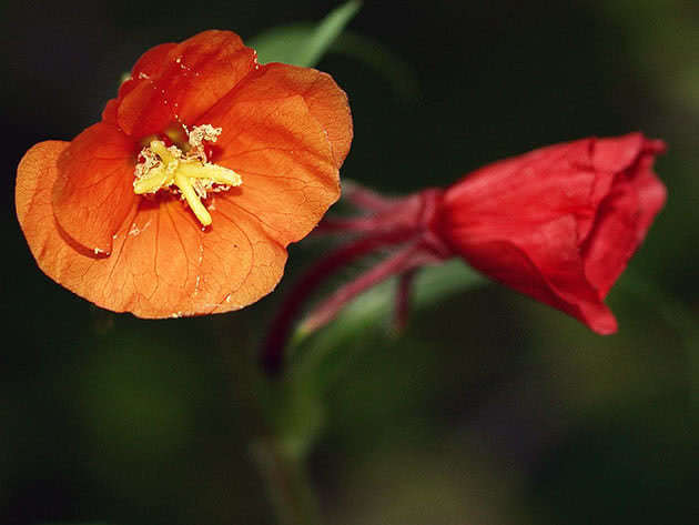 Kveldslysblomst (Oenothera versicolor)