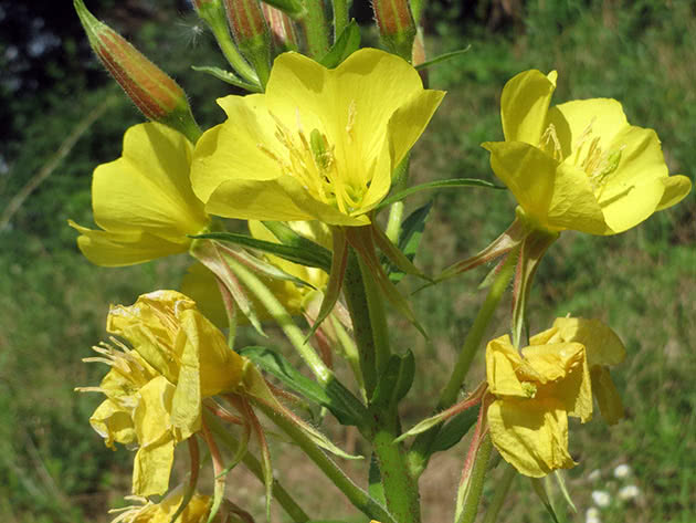 Toårig nattlysrose (Oenothera biennis)