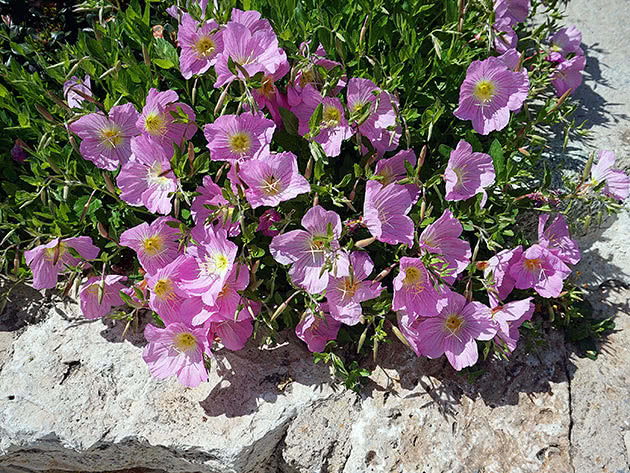 Kveldsblomster (Oenothera speciosa)