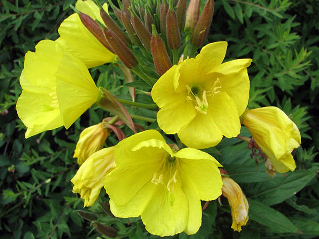 Večernji jaglac (Oenothera erythrosepala)