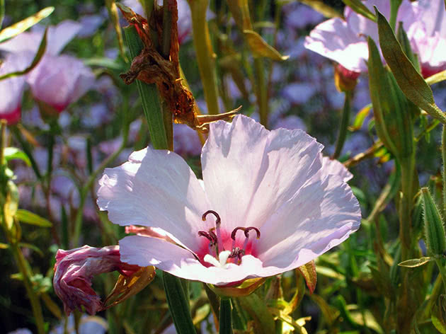 Jaglac večernji (Oenothera missouriensis)