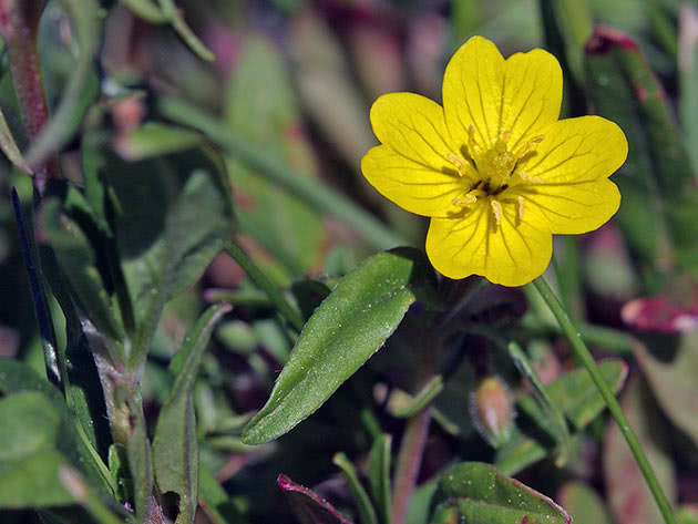 Jaglac večernji (Oenothera perennis = Oenothera pumila)