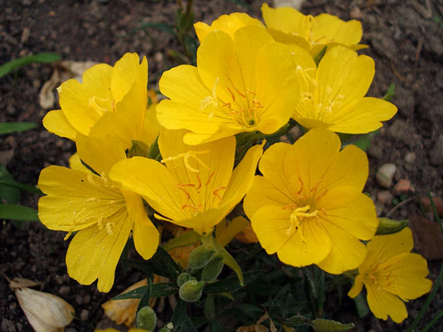 Kveldsblomster (Oenothera tetragona)