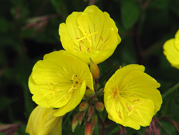 Obični jaglac (Oenothera fruticosa)