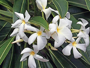 Pachypodium blomst hjemme