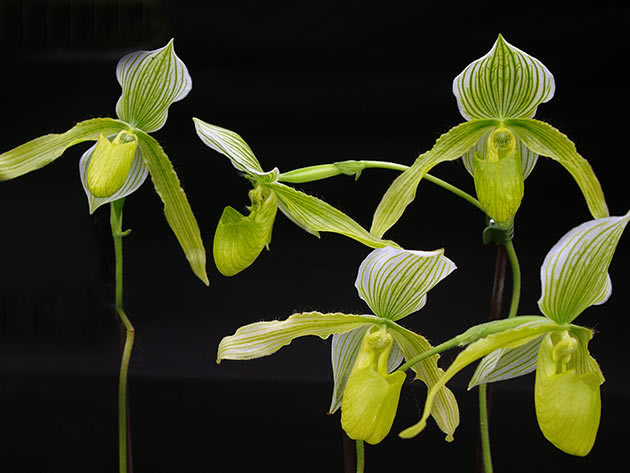 Voksende pafiopedilum hjemme