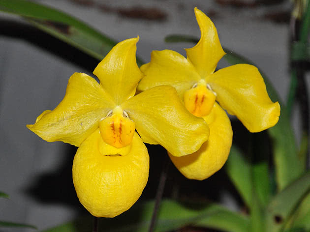 Paphiopedilum aprikos (Paphiopedilum armeniacum)