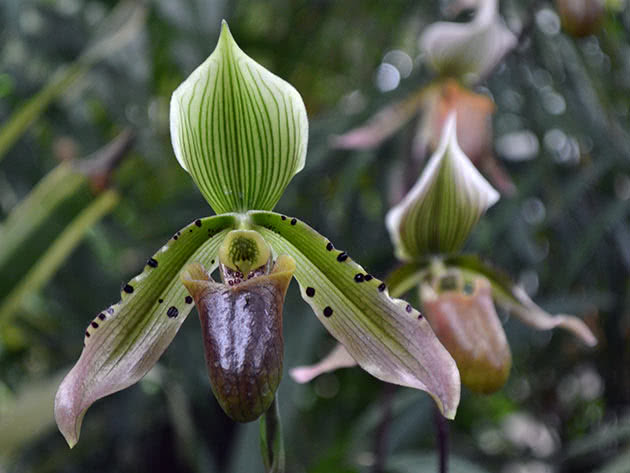 Paphiopedilum appleton (Paphiopedilum appletonianum)