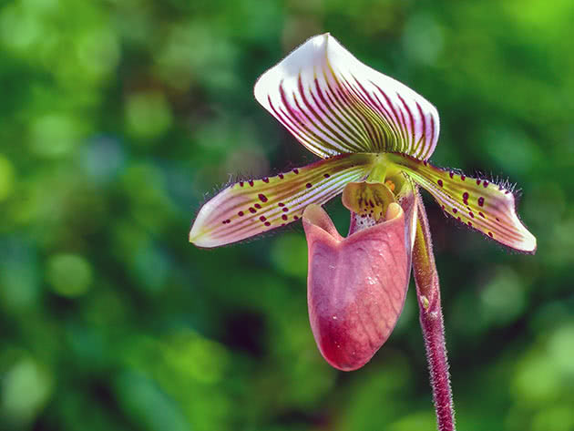 Paphiopedilum skjegget (Paphiopedilum barbatum)