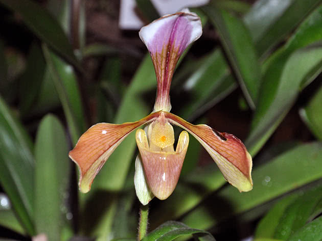 Paphiopedilum grovhåret (Paphiopedilum villosum)