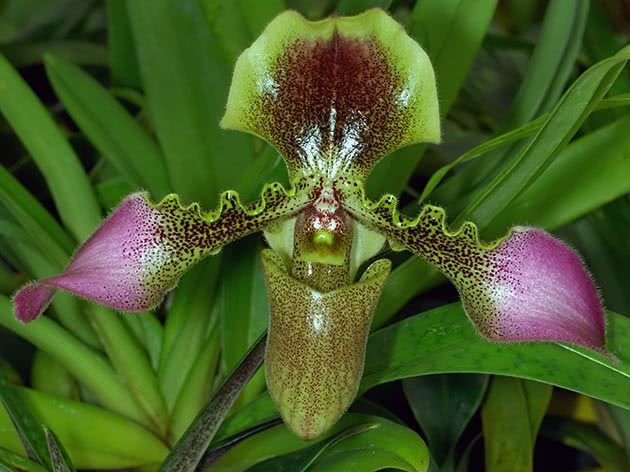 Paphiopedilum hårete (Paphiopedilum hirsutissimum)